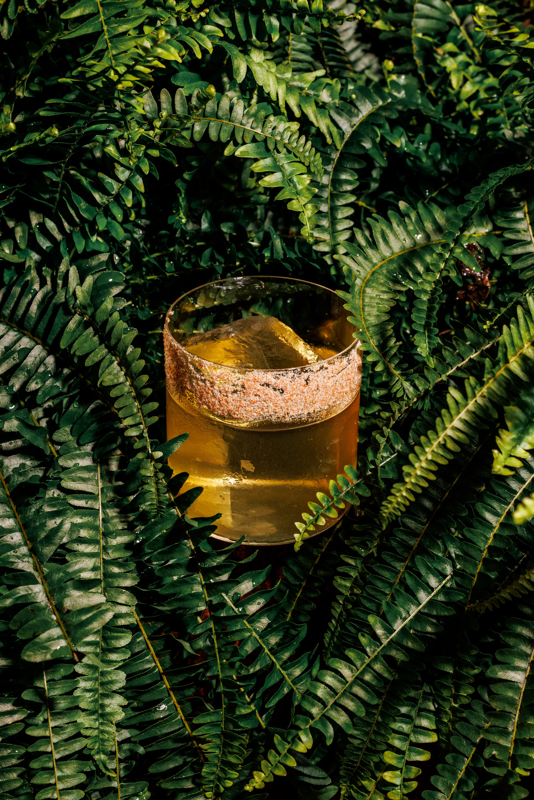 Sugar-rimmed cocktail in a rocks glass nestled among green ferns