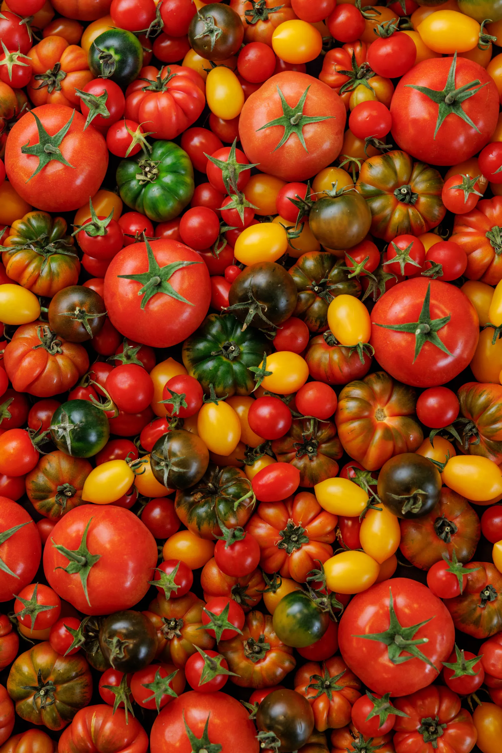 Colourful heirloom tomatoes in red, yellow and green
